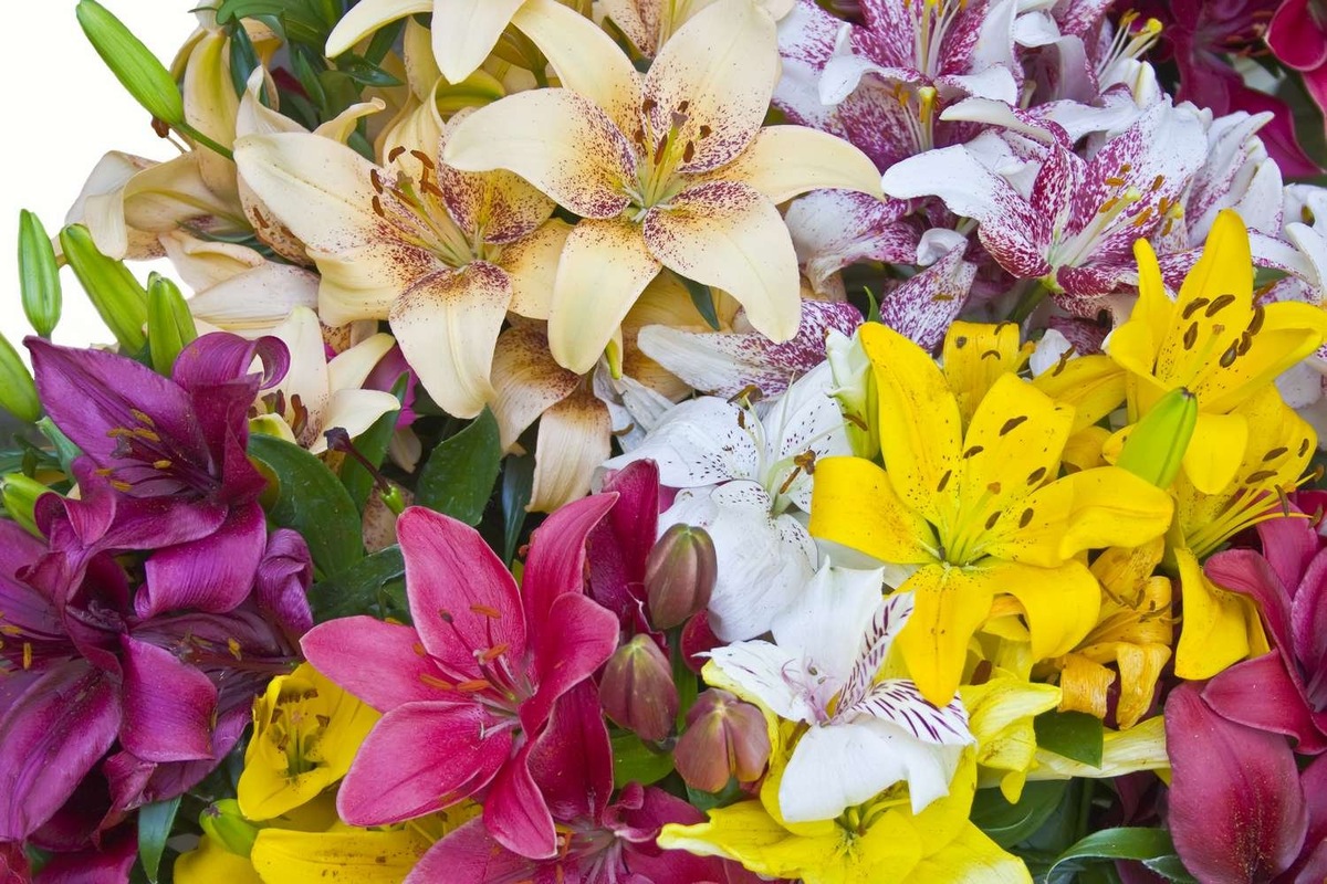 фото с Яндекс.Картинки 