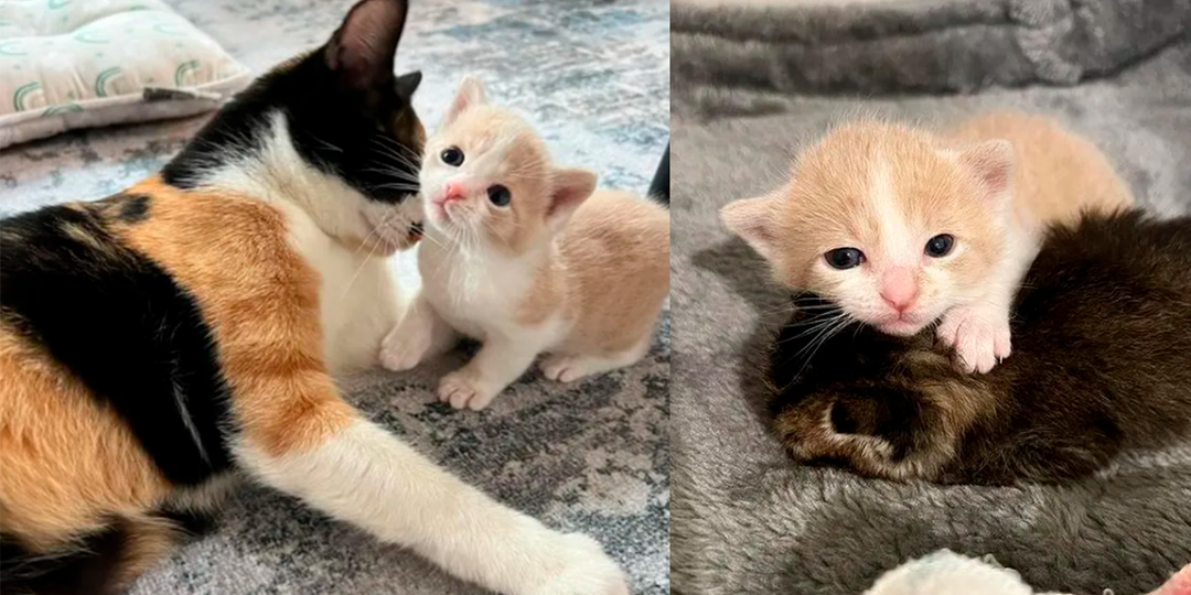 Кошка с малышом приняли в семью чужого котенка. И это милота!