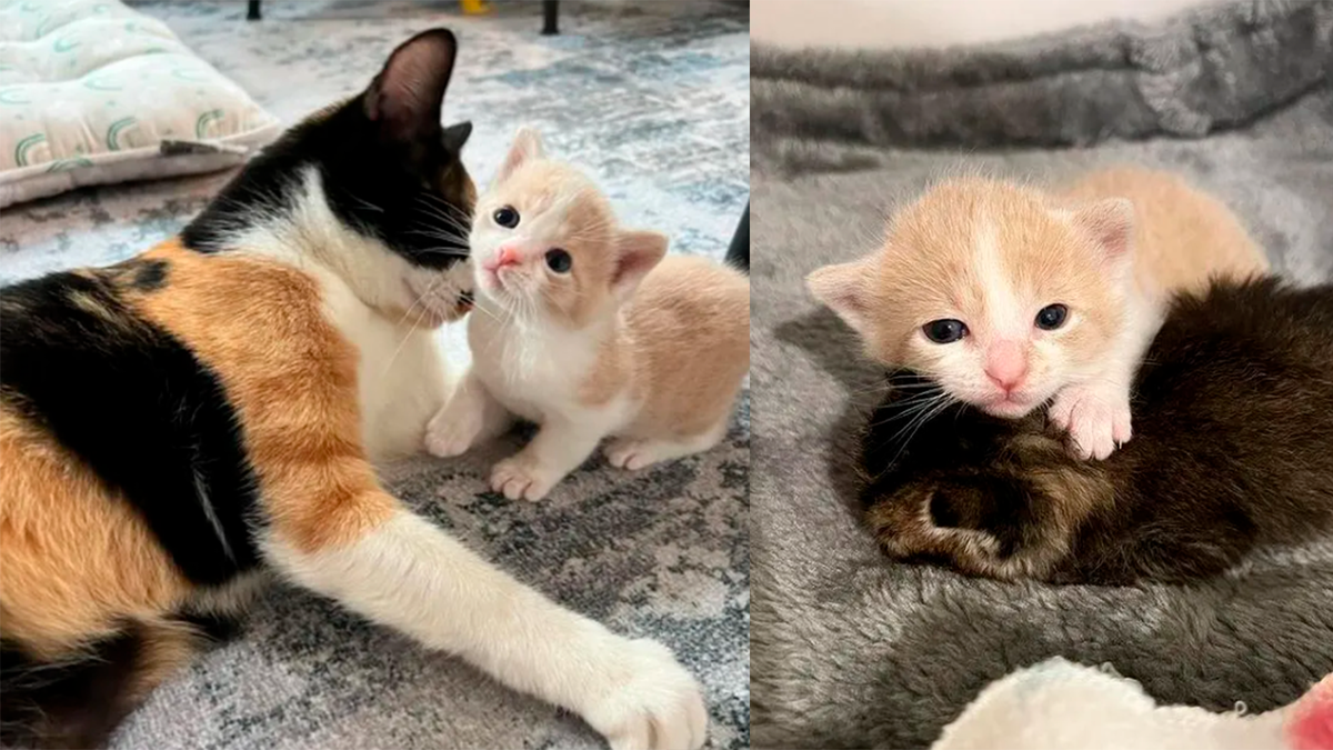    Кошка Мейпл и ее котята