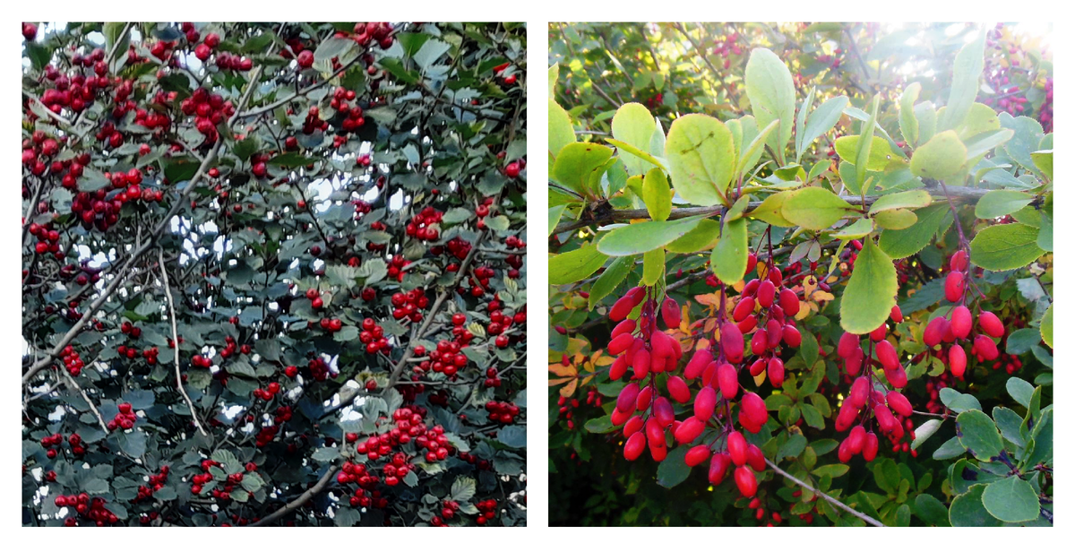 Коллаж автора канала