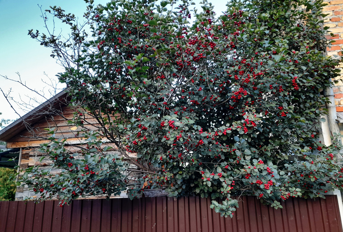 Фото автора канала. У подруги на участке.