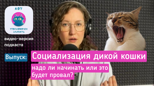 Социализация дикой кошки, надо ли начинать или это будет провал?