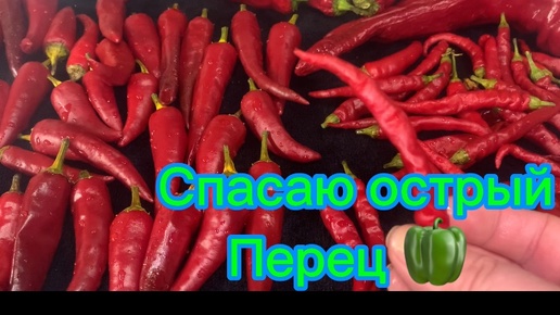 Спасаю острый перец🌶️Готовлю тушеную картошечку! Как сохранить КИЗИЛ на зиму?