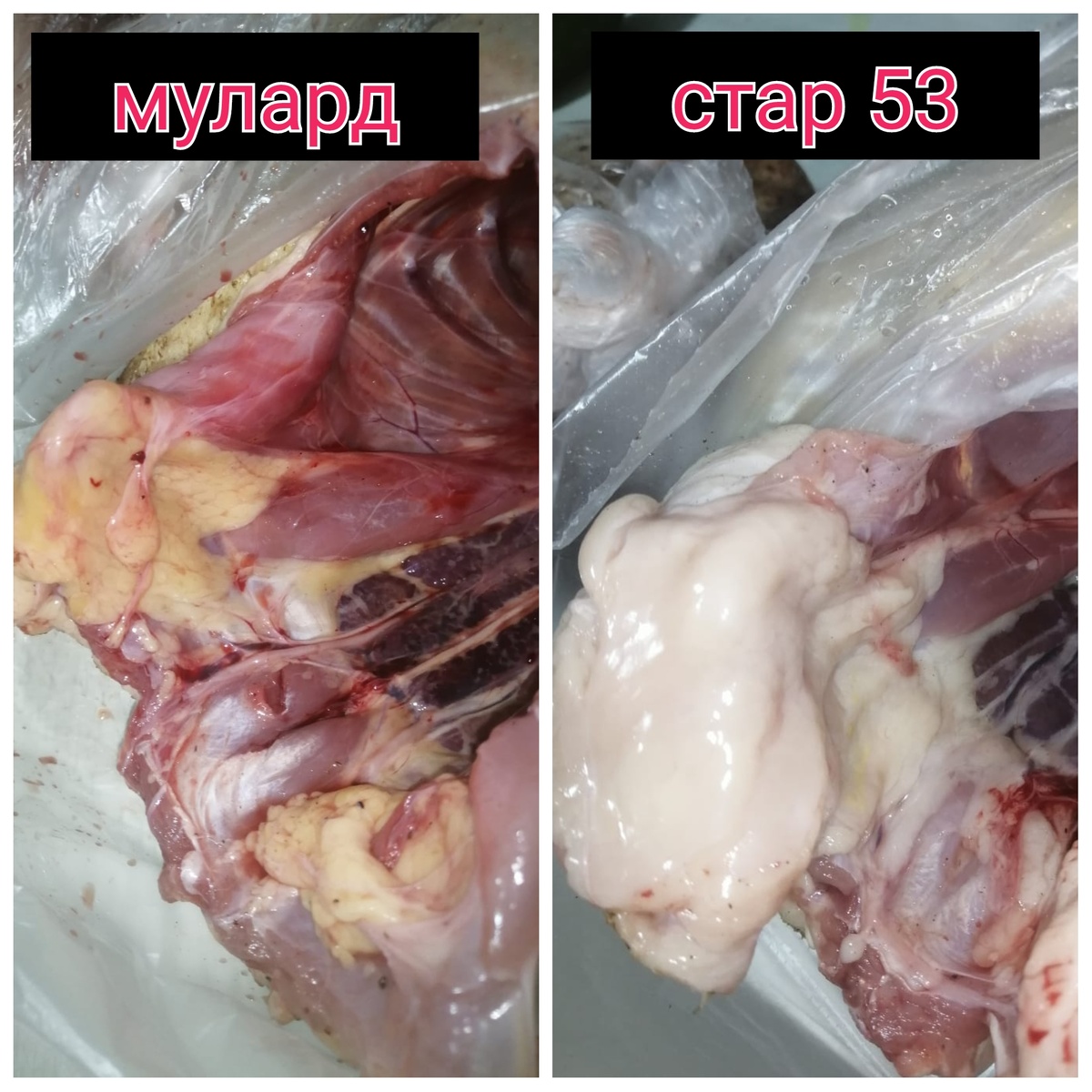 Колличество жира впечатляет 😬