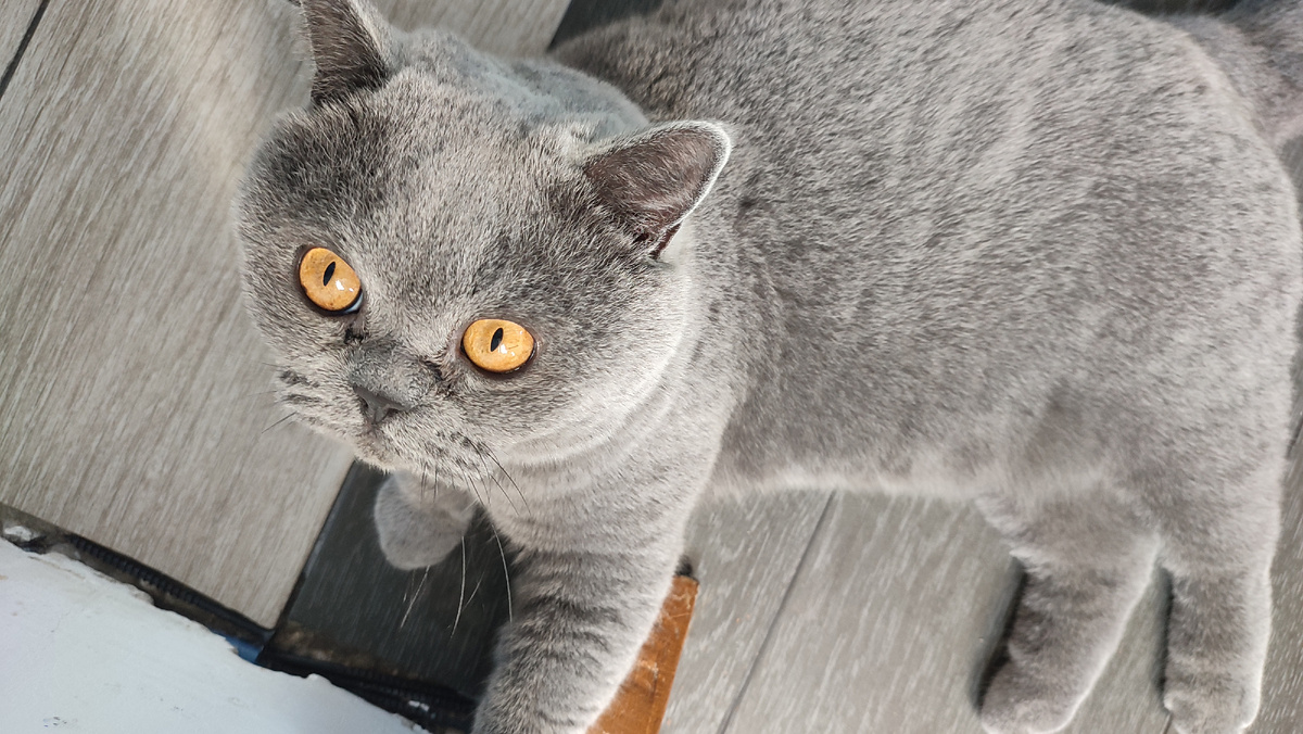 Привет от Мартина