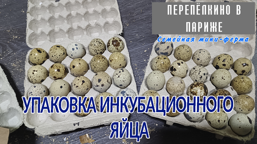 УПАКОВКА ИНКУБАЦИОННОГО ЯЙЦА