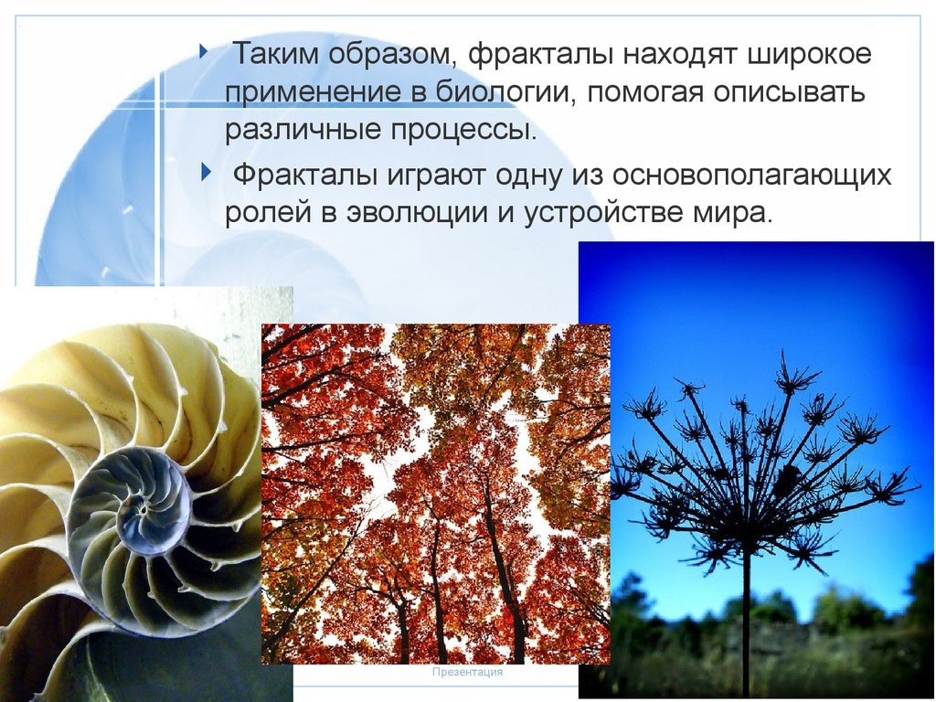 Фрактальную структуру имеет растение