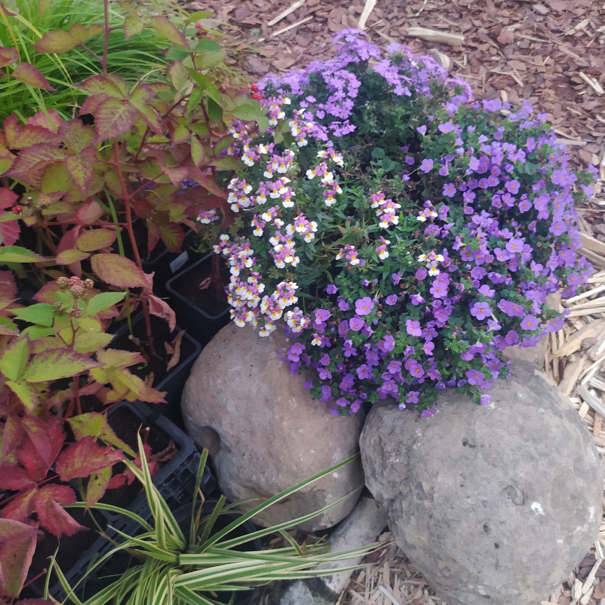 Серые камни и яркие цветы