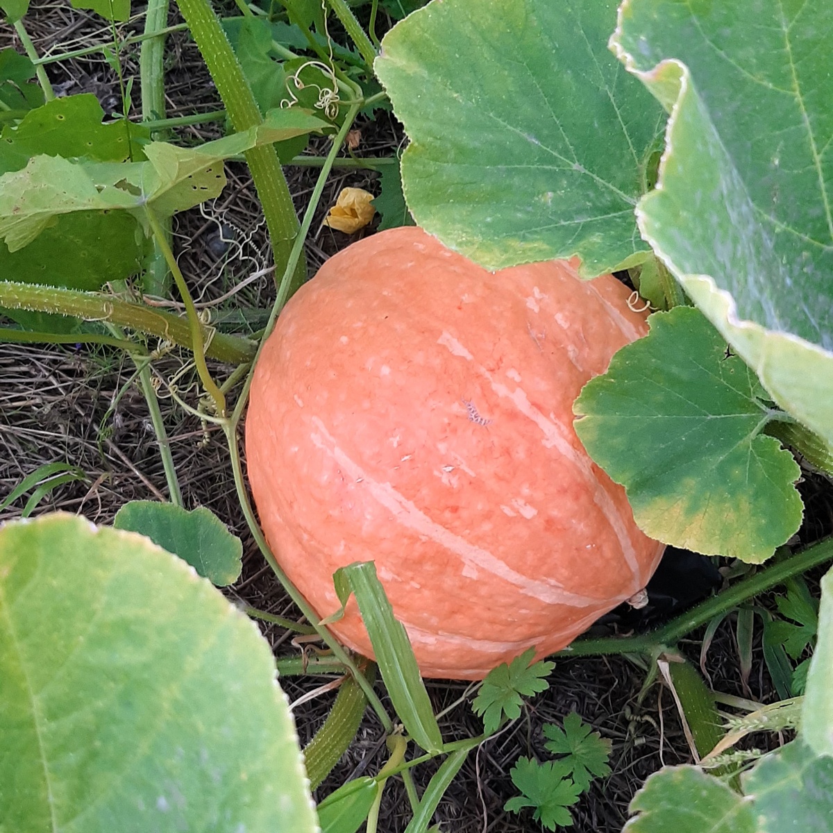 Урожай в аптечном огороде