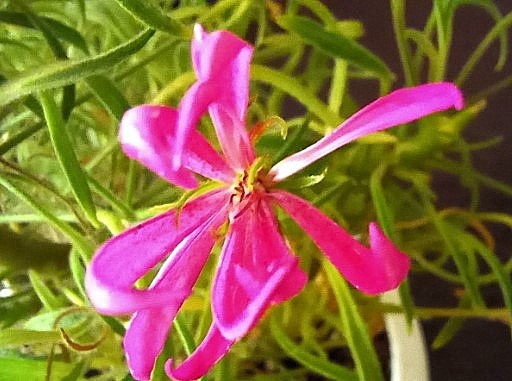 Это не последний цветок из оставшихся. Еще вот-вот раскроется новый бутон из множества уже отцветших.