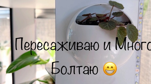 Пересаживаю и Много Болтаю 😁#фаленопсис#аглаонем#камнеломкаотпрысковая