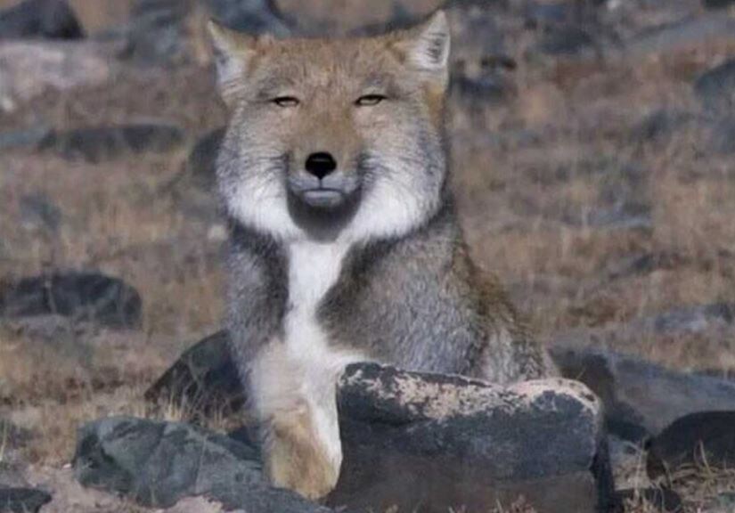 Тибетский лис