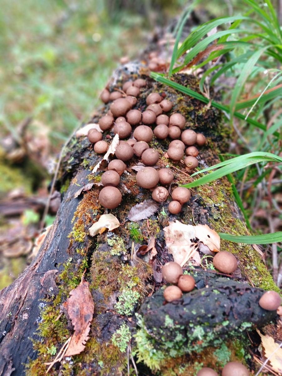 Такое мы не едим) фото автора 
