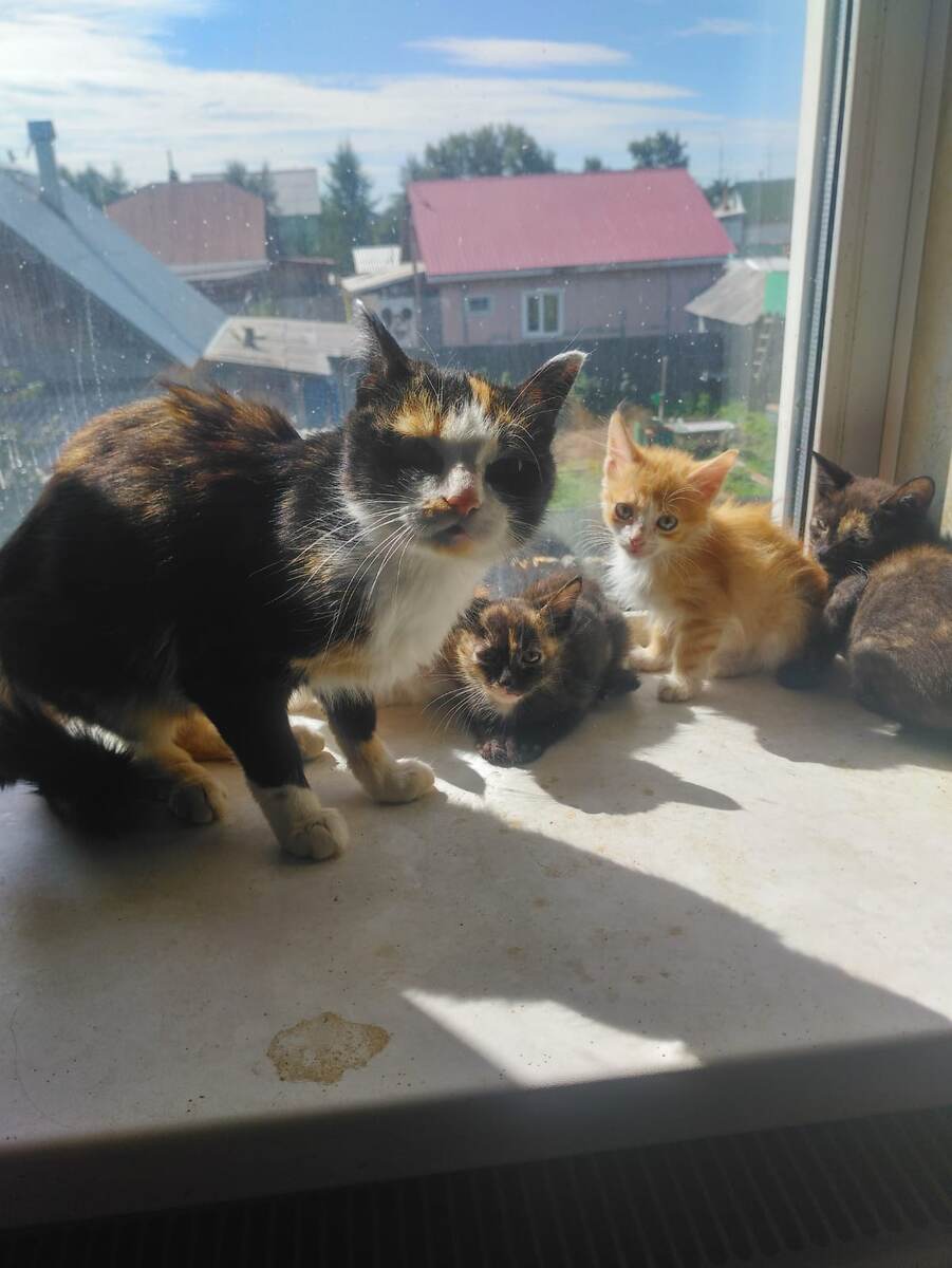 Ася с котятами