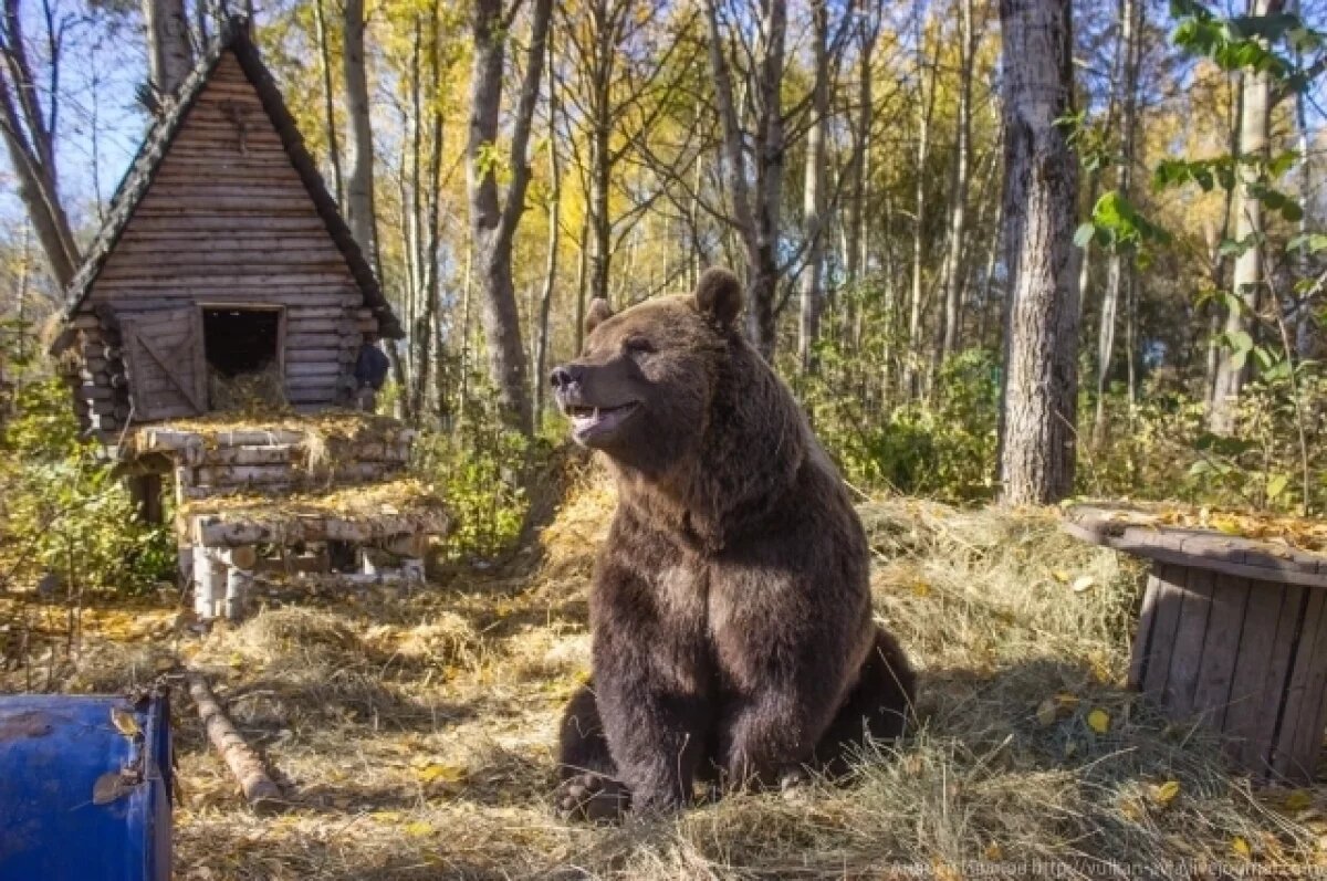    Мансур здесь по-настоящему счастлив.