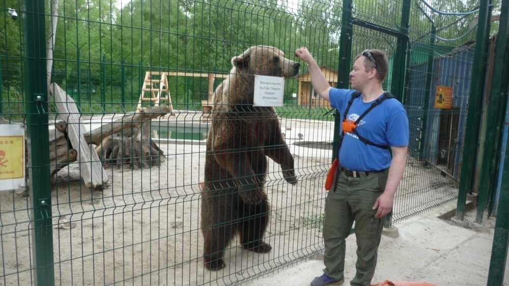    Мансур всегда ждёт приезда своего друга Андрея, который заботился о нём с самого медвежьего детства. Фото: АиФ-Калуга/ Олег Цапенко