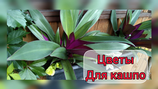 ЦВЕТЫ В КАШПО!!!🌺 🌿😍 Интересная идея с многолетниками и комнатными цветами!