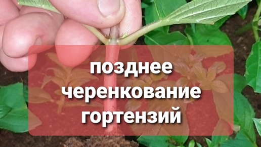 Позднее черенкование гортензий