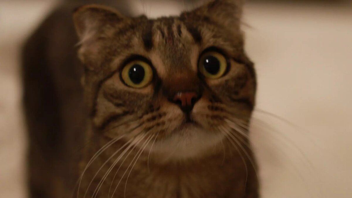     Источник: 1MI