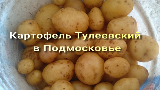 Выращивание картофеля «Тулеевский» в Подмосковье: раннее подращивание, скудный урожай