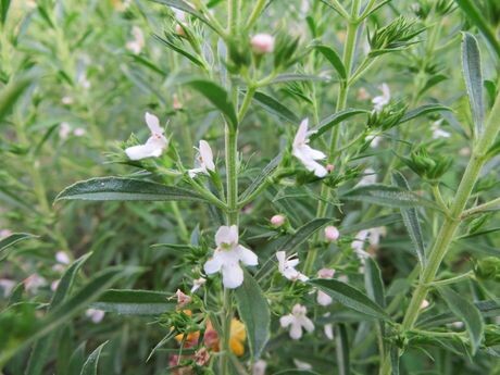 чабер горный выращивание
