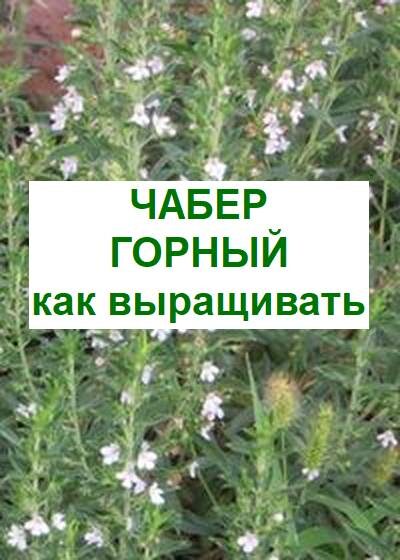 чабер горный