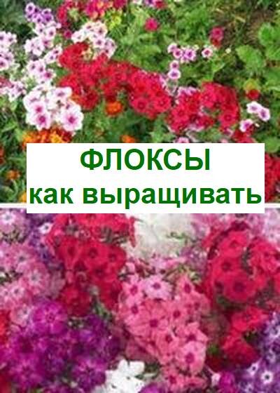 выращивание флоксов