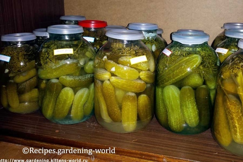 Пробуем новое: солёные огурцы с сахаром — вкус, который удивит!