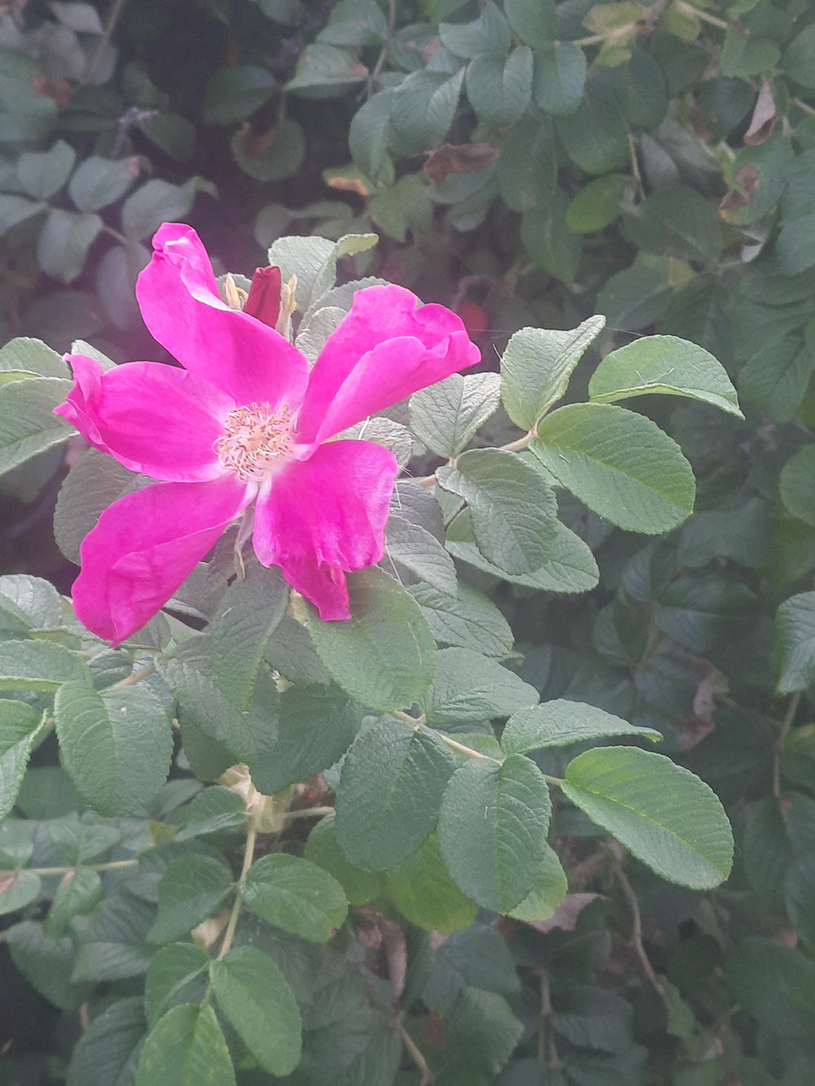 Шиповник в сентябре цветет!Фото автора.