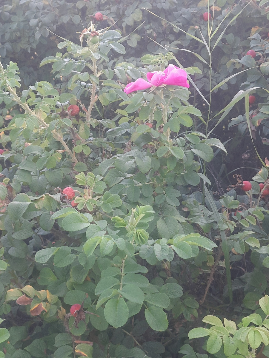 Шиповник с плодами и ...цветет!Фото автора.