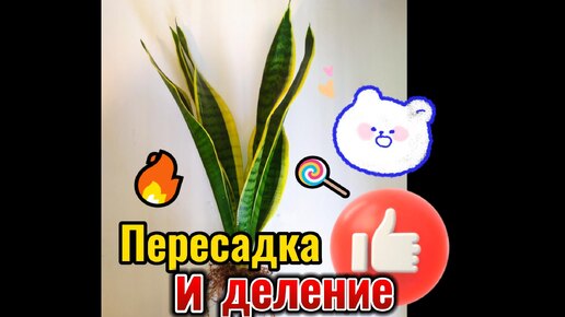 Сансевиерия (щучий хвост, тещин язык) пересадка и деление