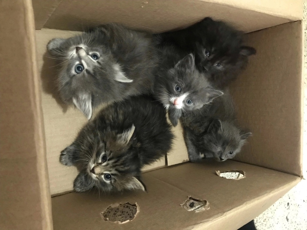 Коробка полная  домашних котят была найдена 3 дня назад. Эти котятам повезло. Для них быстро нашли дом. А бездомные малыши остались на улице. На них не хватило добрых рук.