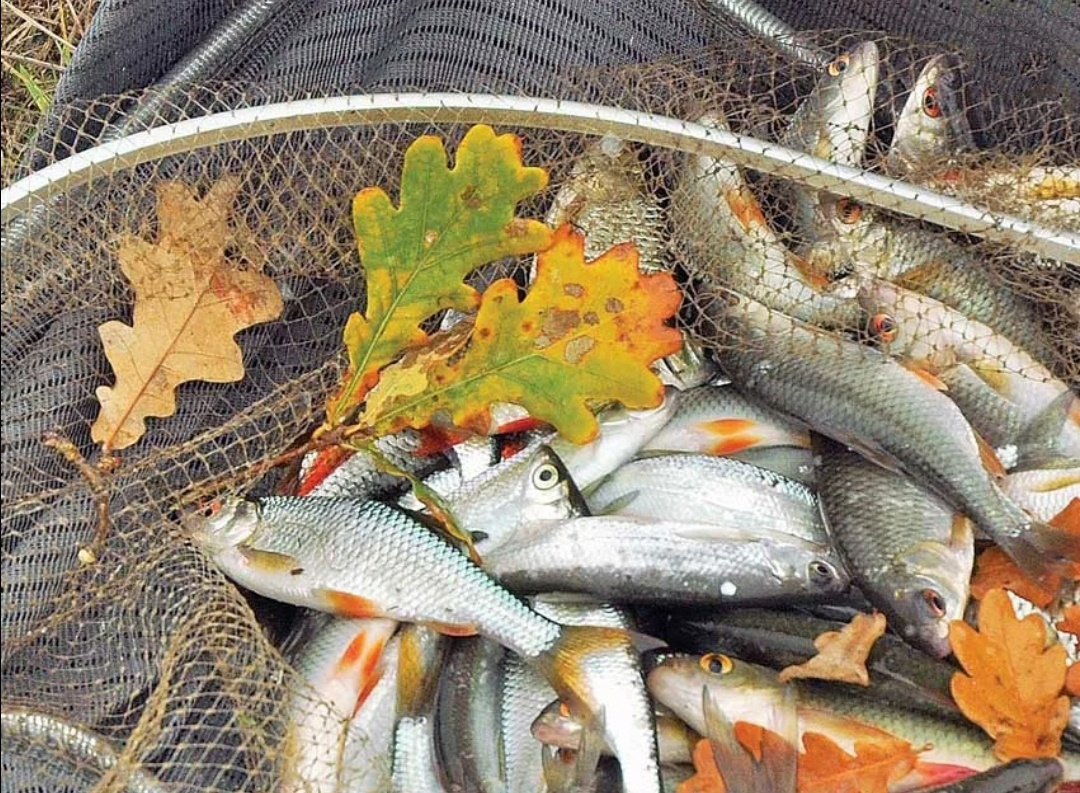 Фото с сайта: https://sun9-41.userapi.com