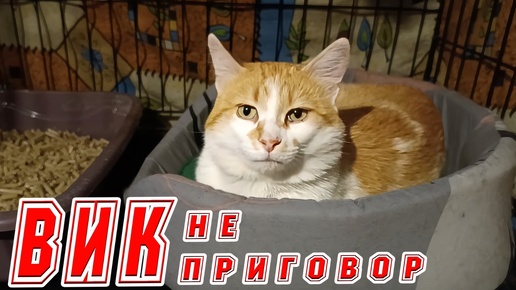 ВИК не приговор.