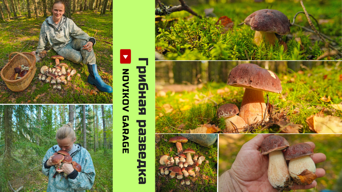 #грибы, #грибная разведка, #тихая охота