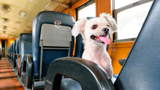    В ГД предложили выделить в гостиницах 5% номеров для постояльцев с домашними животными Алина Городниченко