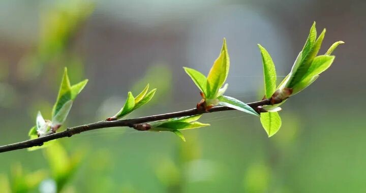 Изображение из открытого доступа.