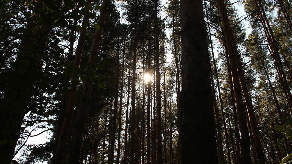 Солнце и сосны