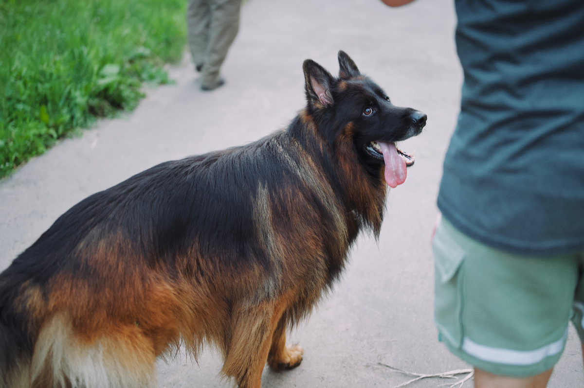 Длинношерстная немецкая овчарка по кличке Локи (HAYRON BRED Fon Lorden Hius)
