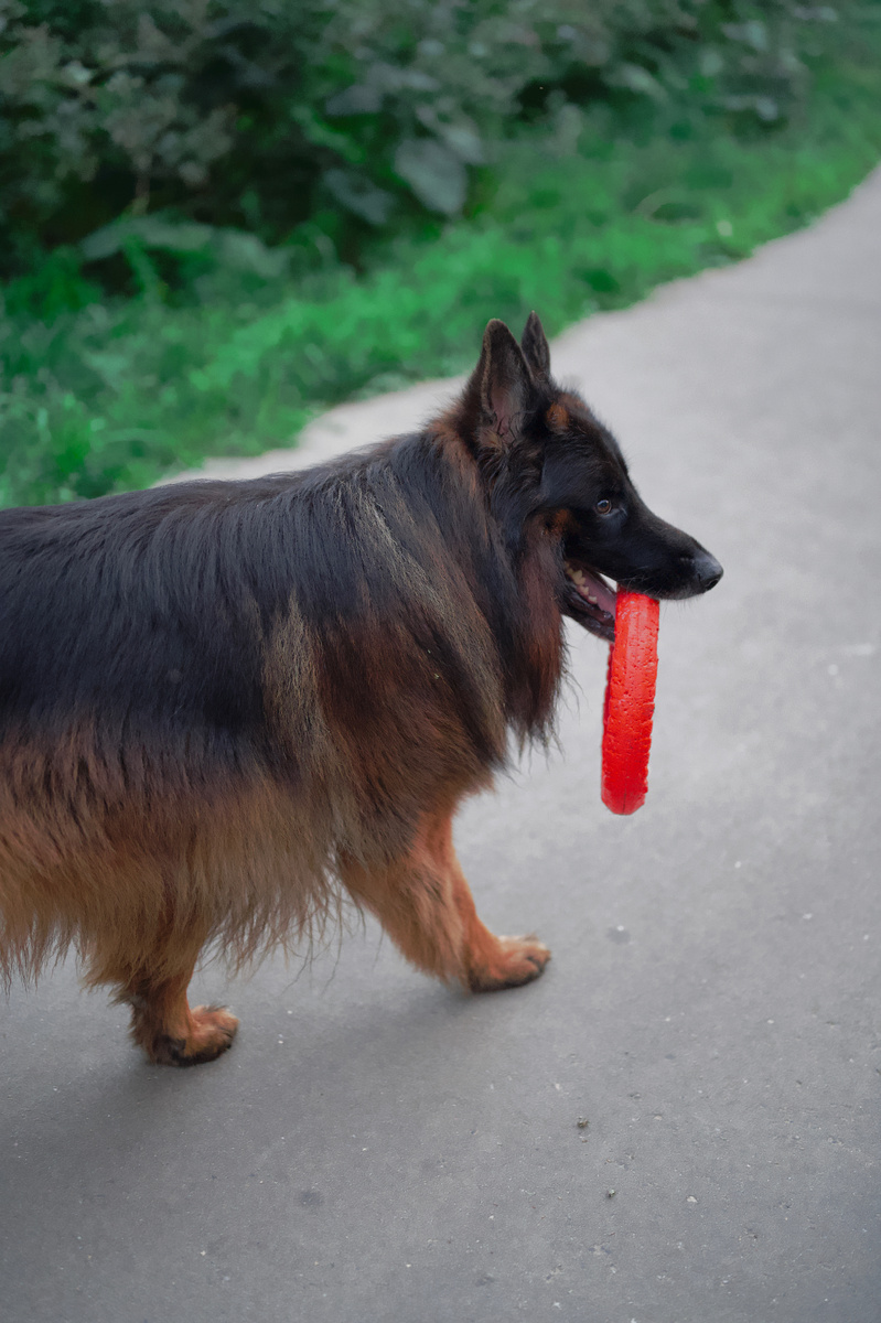 Длинношерстная немецкая овчарка по кличке Локи (HAYRON BRED Fon Lorden Hius) 