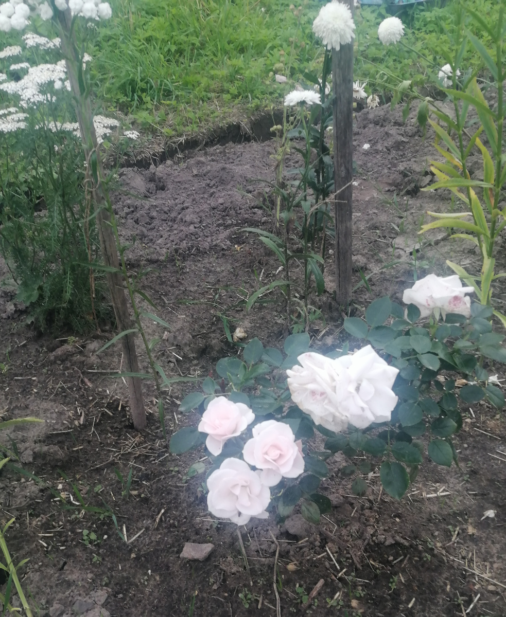 2023г.формирую"белый цветник" роза сорт Аспирин(со слов продавцов). 