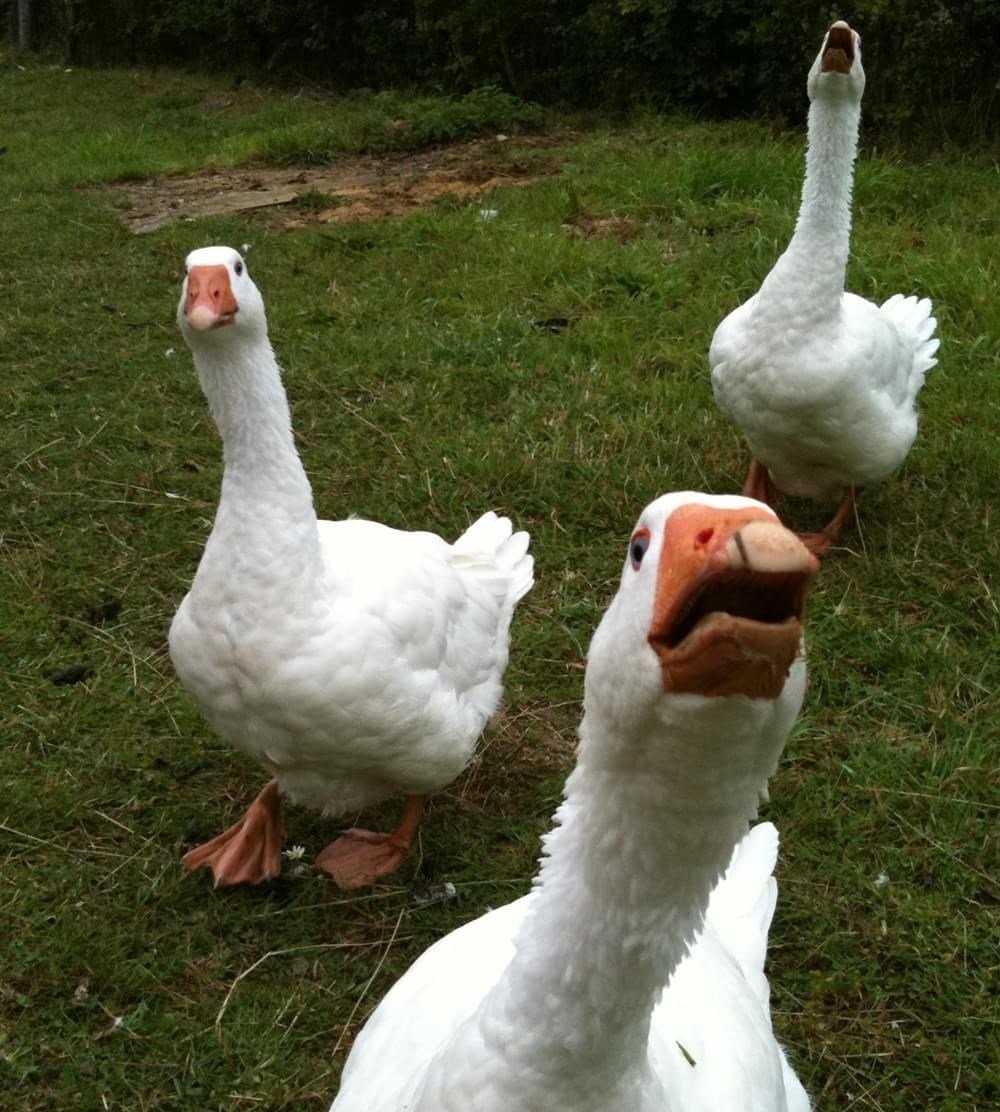  Материал был взят из https://t.me/cenizassyda