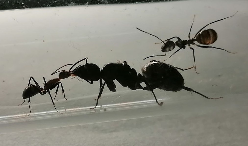 поцелуй - трофоллаксис (передача пищи)