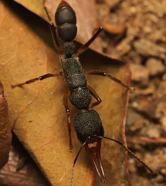 Ужасающий внешний вид муравьёв-крокодилов Harpegnathos venator