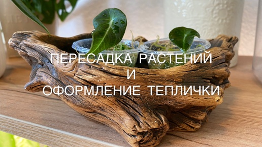 Пересадка и обзор растений