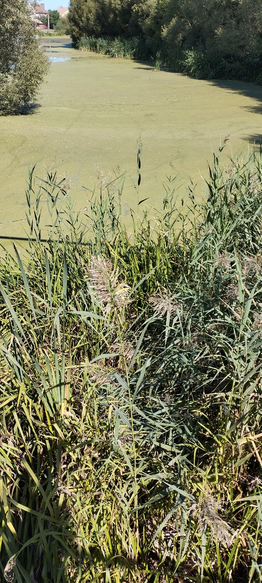 Трясина семейной жизни