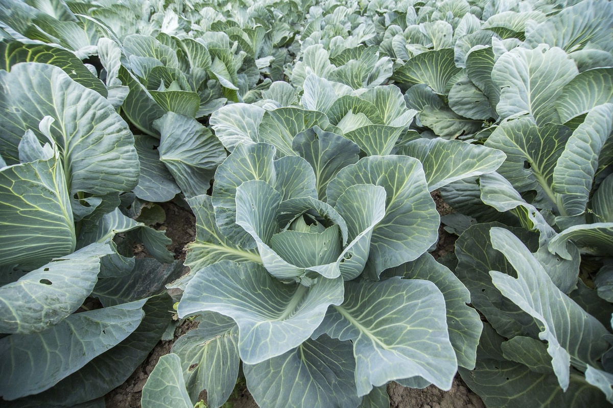     Вредители или неправильный уход: почему желтеют листья у капусты и можно ли её спасти