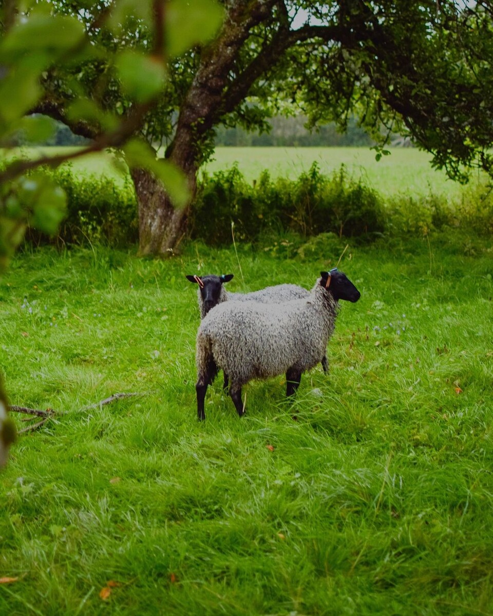    Соцсети @rasamellangarden