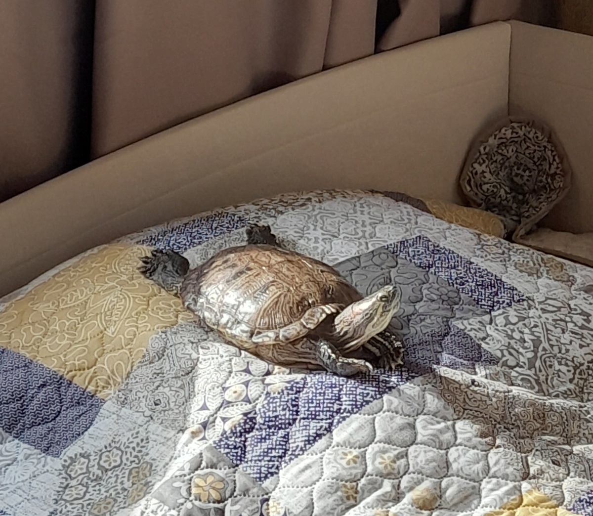 Бузята загорает на диване.