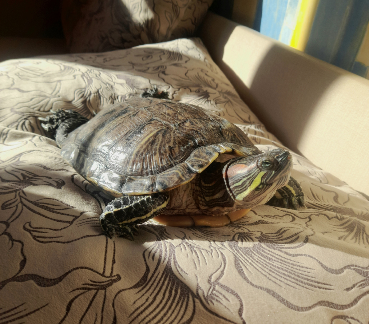 Бузи загорает на диване.